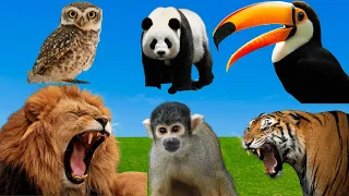 Funny Farm Animal Sounds - Owl, Pig, Tiger, Toucan, Swan, Lion, Panda, Meerkat, | Animal moments