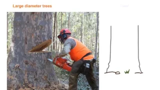 Advanced techniques for falling trees with a chainsaw