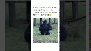 Lowland gorilla at Miami zoo uses sign language to tell that he's not allowed to be fed 😚 #Shorts