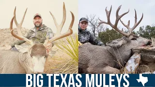 Hunting Giant Mule Deer Bucks in Texas