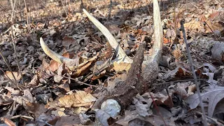 Shed season 2024 Kentucky public land .( episode 1) giant bucks