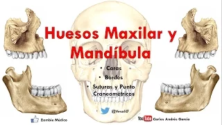 Anatomía - Huesos Maxilar y Mandibula (Caras, Bordes, Inserciones Musculares)