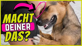 Wenn dein Hund DAS tut, liebt er dich!