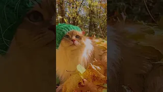 Funny Video Animal Ep.61#shorts #cat #funnyanimal #pets