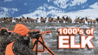 We Found the WORLDS LARGEST HERD OF ELK!!! {Catch Clean Cook} Sarah's First Elk Hunt