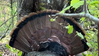 Spring 2022 Eastern Turkey Hunt in the Ozark Mountains, Arkansas