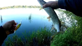 Особенности национальной рыбалки щука на спиннинг 💪 ну за рыбалку