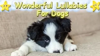 Lullaby Sleep Music For Dog  Puppies ♫ Calm Relax Your Dog ♥ Soothing Lullaby For Dogs Border Collie