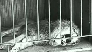 Charlie Chaplin   The Lion s Cage   YouTube