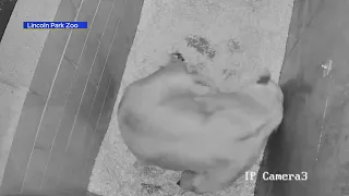 African lion gives birth to 3 cubs at Lincoln Park Zoo