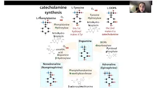 Catecholamine biochemistry - adrenaline/epinephrine & noradrenaline/norepinephrine synthesis, etc.