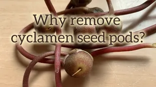 Why Remove Cyclamen Seed Pods? / Cyclamen Seed Pods