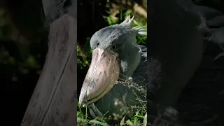 Shoebill Yawn