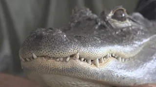 Joie Henney, owner of Wally Gator, speaks out after animal was stolen
