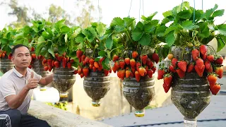 Growing Strawberries in Plastic Bottles - Surprising Results!