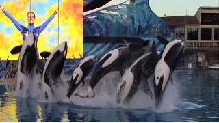 Last One Ocean show at SeaWorld San Diego 1-8-17