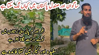 Konsa tree lgana behtr hai? Three kinds of trees farming |How to grow trees |IR FARM