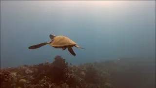 GOPRO HERO 8: Scuba Diving With Sea Turtles