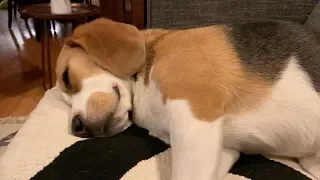 Sleepy beagle wakes up magnificently