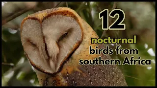 12 nocturnal bird calls from southern Africa
