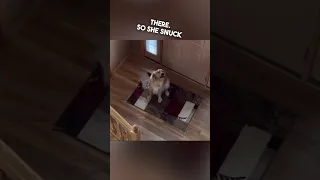 Dog thought his owner left home and then was surprised 😂