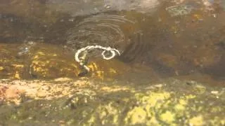 Giant water bug attacks and kills a snake