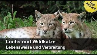 Luchs und Wildkatze - Lebensweise und Verbreitung | Trailer MedienLB