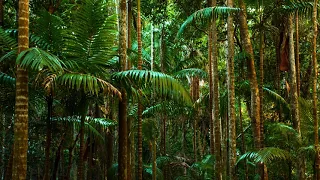 Terapia dźwiękowa - dźwięki przyrody - relaks w dżungli | Ptaki, owady, tropikalne zwierzęta