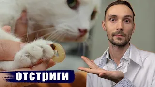 Вы еще не подстригаете когти кошке? Тогда это видео для вас!