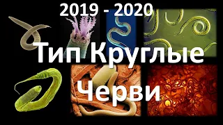 6. Круглые черви (7 класс) - биология, подготовка к ЕГЭ и ОГЭ 2020