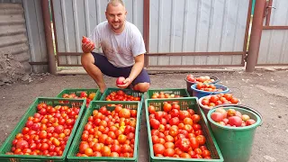 невероятный урожай арбузов и помидор без единого полива!!!