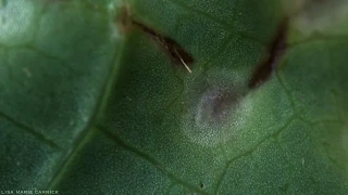 Cystiphora sonchi Larvae Inside Thistle Galls - Macro HD - Part One