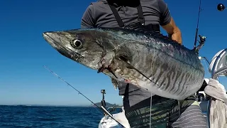 Easy Spanish Mackerel Techniques: Jigging / Live Bait / Dead Bait