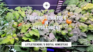 Growing Tomatoes in AeroGarden |  A Few Tips