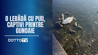 O lebădă cu puii, captivi printre gunoaiele de pe Lacul Tăbăcăriei