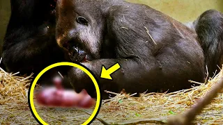 Gorilla Gives Birth To Rare Baby. Few Minutes Later, Doctors Realize Something is Seriously Wrong