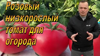 Отличный розовый низкорослый томат для открытого грунта!