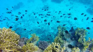 Snorkelling at Jinek Bay, Lifou, New Caledonia on South Pacific Cruise