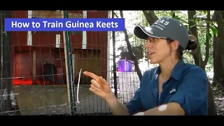 How To Train Guinea Keets