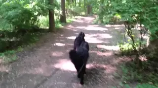 Two Newfoundland dogs (Bitsy and Buttercup) walking in the park