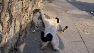 Two Cute Street Cats who don't like each other.😾😾