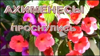 Ризомы ахименесов просыпаются.#АХИМЕНЕСЫ#РИЗОМЫАХИМЕНЕСОВ#РИЗОМЫПРОСНУЛИСЬ#МОИАХИМЕНЕСЫ