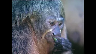 Pithecia pithecia -white-faced saki (Guianan saki)