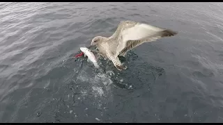 ЧАЙКА "ОТЖИМАЕТ" РЫБУ / THE SEAGULL "PRESS" THE FISH