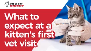 What to expect at a kitten's first vet visit