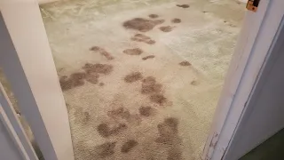 Extreme Pet Urine Carpet Cleaning ASMR