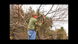 Renovation Pruning an Old Apple Tree