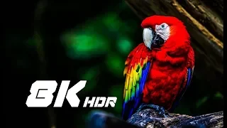 LG 8K 60fps HDR NATURE 8k video ultra hd for 8k tv