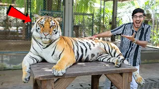 Encounter with Big & Powerful Tiger- शेर से दोस्ती करना पड़ा भारी 😱 | Khrrrrrrrr...