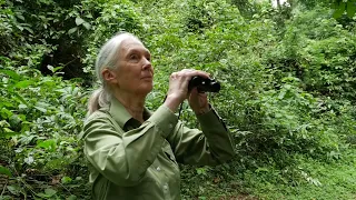 Dr. Jane Goodall's Connection to Forests: JANE'S GREEN HOPE